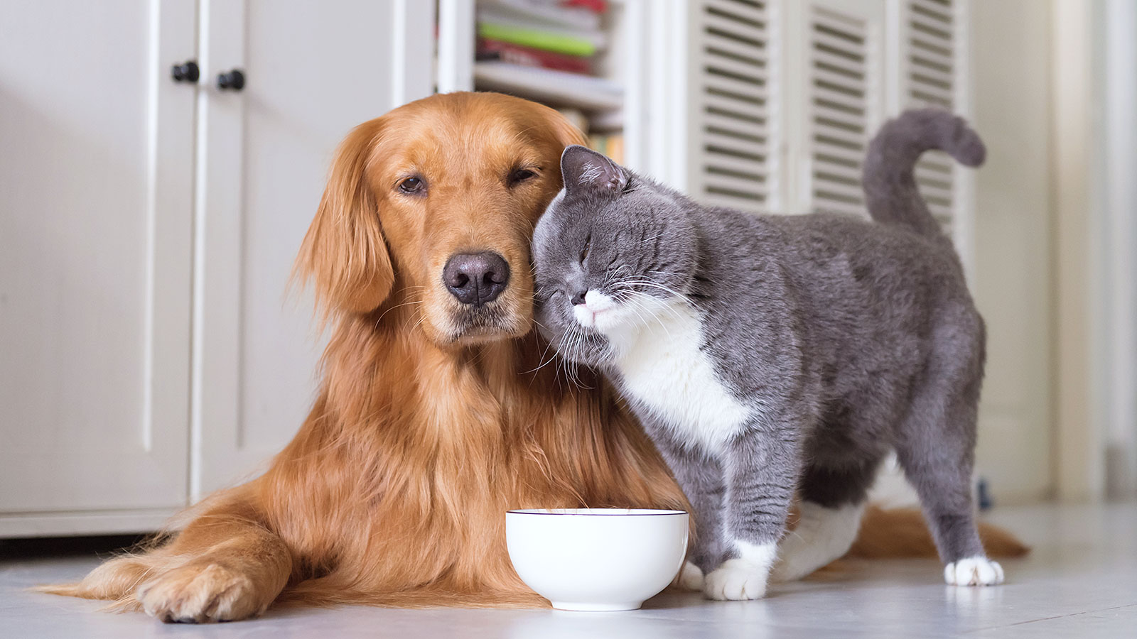 Un perro y un gato descansan juntos en un hogar, reflejando la importancia de la esterilización para promover la salud animal, el bienestar comunitario y la tenencia responsable.