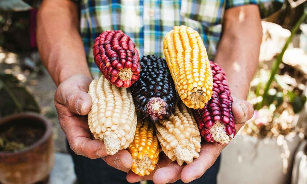 Un agricultor sostiene en sus manos diversas mazorcas de maíz nativo mexicano en tonos rojo, amarillo, blanco y azul, símbolo de la biodiversidad y patrimonio cultural del país.