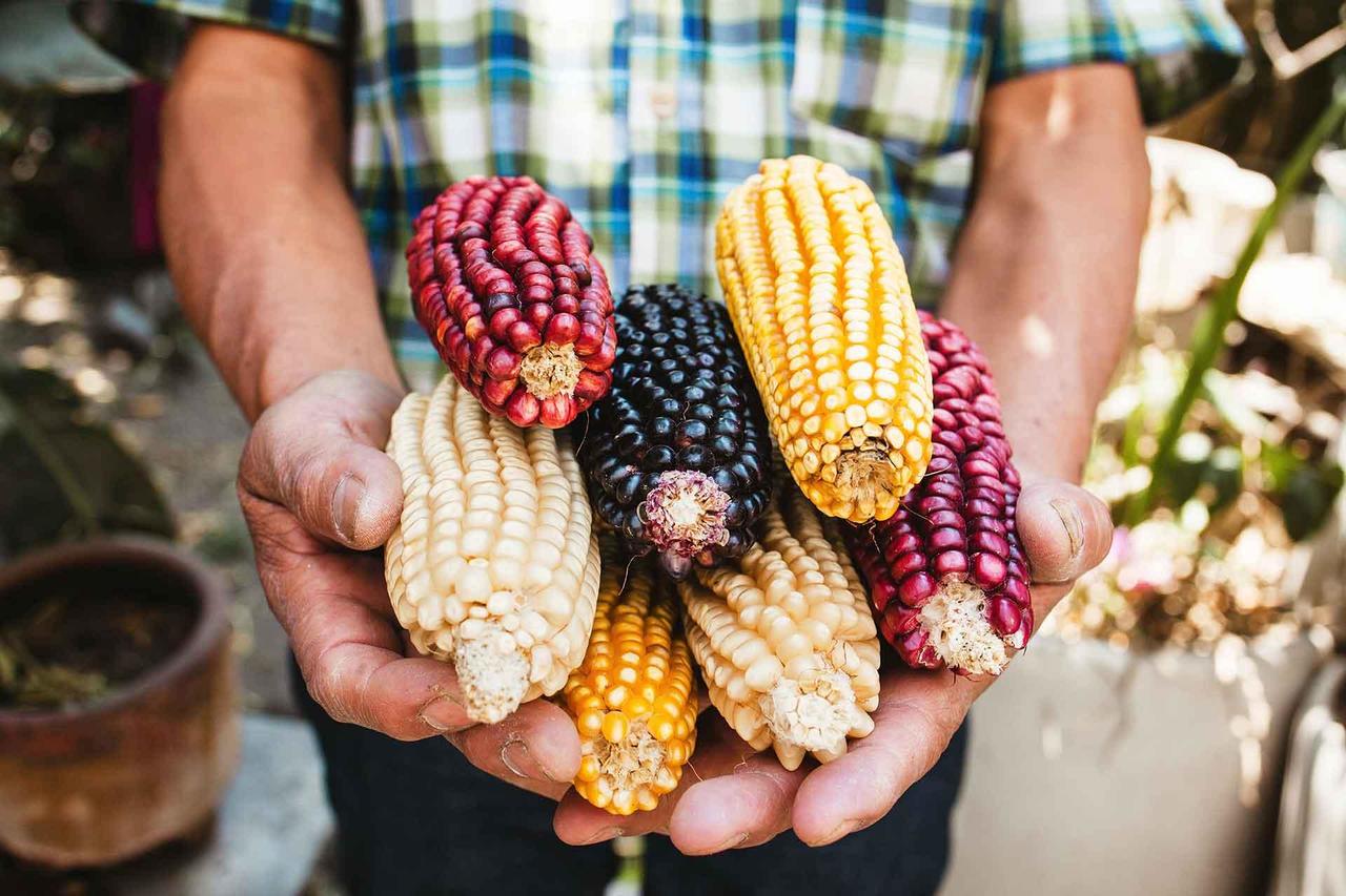 Un agricultor sostiene en sus manos diversas mazorcas de maíz nativo mexicano en tonos rojo, amarillo, blanco y azul, símbolo de la biodiversidad y patrimonio cultural del país.