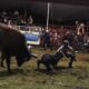 Jinete cae durante su participación en el Torneo de Ganaderías de Huaquechula, mientras compañeros intervienen en la arena para auxiliarlo, en un espectáculo que forma parte de las celebraciones por el 215 aniversario de la Independencia de México.