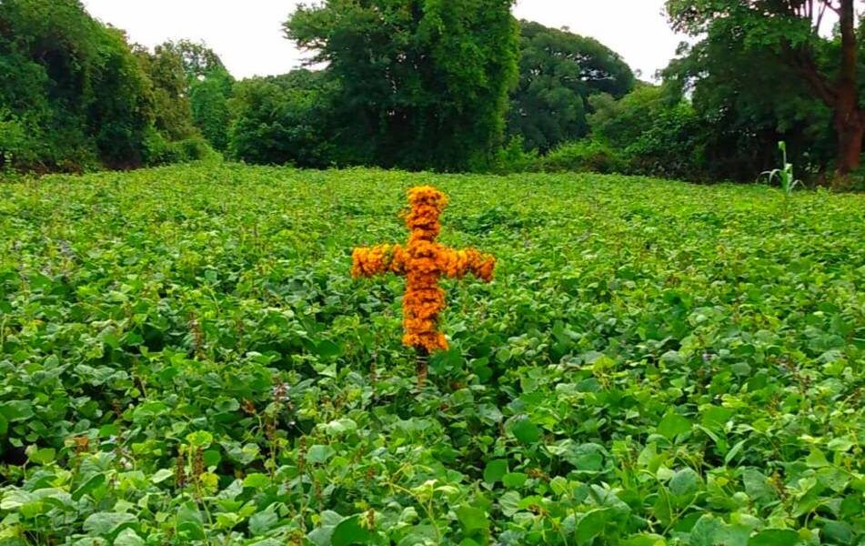 Cruz elaborada con flores de pericón colocada en un campo verde de Huaquechula, tradición que simboliza protección espiritual y resguardo de cosechas.