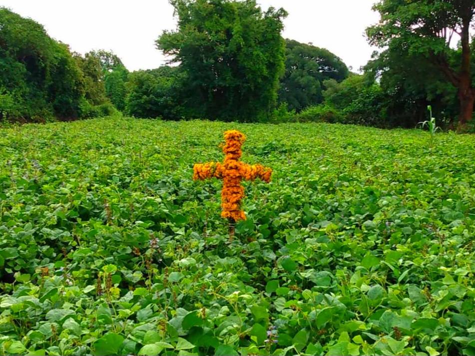 Cruz elaborada con flores de pericón colocada en un campo verde de Huaquechula, tradición que simboliza protección espiritual y resguardo de cosechas.