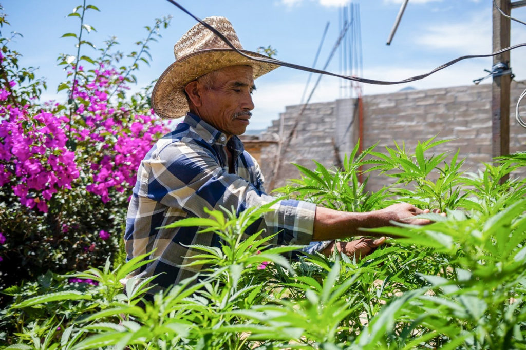Hombre con sombrero de palma cuida plantas de cannabis en un cultivo doméstico al aire libre en México.