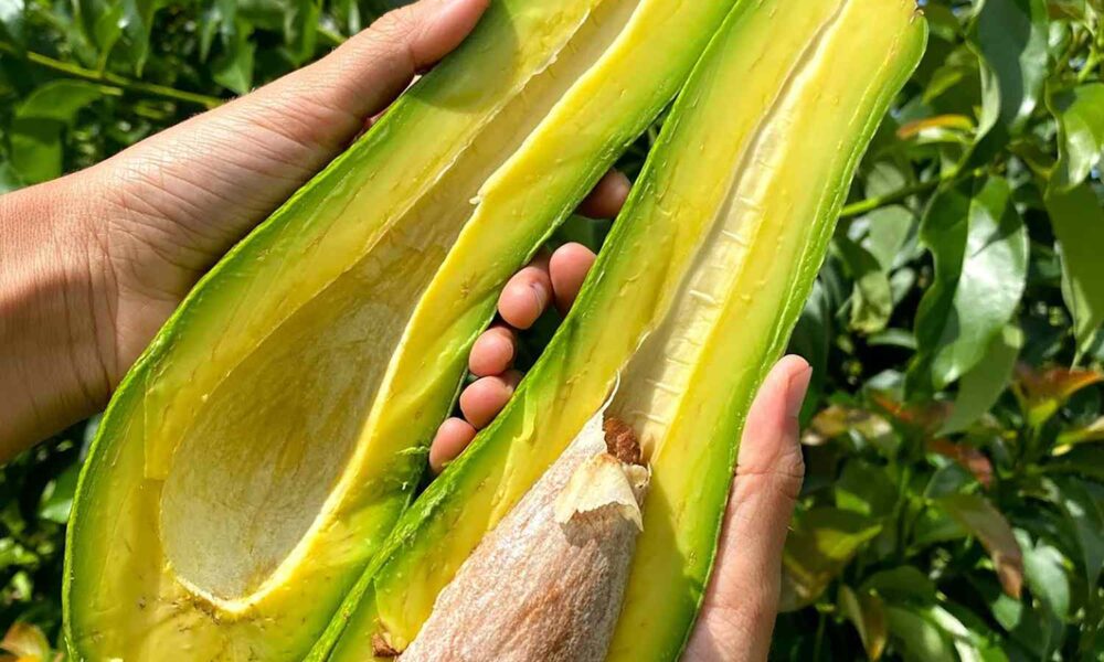 Manos sosteniendo un aguacate de cuello largo partido a la mitad, mostrando su interior cremoso, el hueso pequeño en proporción y la gran cantidad de pulpa amarilla verdosa, con un fondo natural de hojas verdes.