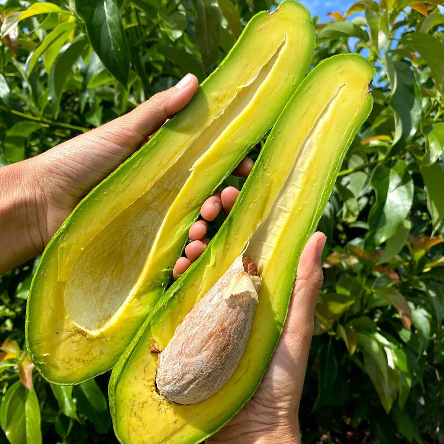 Manos sosteniendo un aguacate de cuello largo partido a la mitad, mostrando su interior cremoso, el hueso pequeño en proporción y la gran cantidad de pulpa amarilla verdosa, con un fondo natural de hojas verdes.