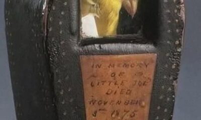 Pequeño ataúd de madera con una ventana que muestra a un canario embalsamado, identificado como “Little Joe”, símbolo histórico de la minería del siglo XIX.