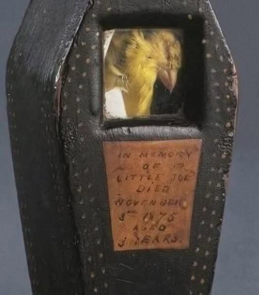 Pequeño ataúd de madera con una ventana que muestra a un canario embalsamado, identificado como “Little Joe”, símbolo histórico de la minería del siglo XIX.