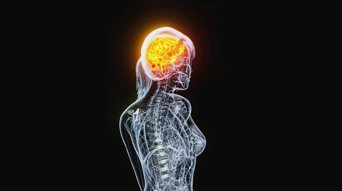 Ilustración científica del cerebro femenino iluminado en color naranja, representando los cambios estructurales y hormonales que ocurren durante el ciclo menstrual.