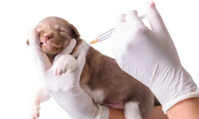Veterinario aplicando una vacuna a un cachorro, representando el avance científico de la esterilización sin cirugía.
