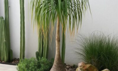Planta Pata de Elefante (Beaucarnea recurvata) en jardín con cactus y suculentas, especie mexicana en peligro de extinción.