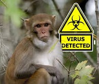 Mono rhesus junto a señal de advertencia por virus detectado, en referencia al accidente ocurrido en Mississippi donde escaparon varios ejemplares de laboratorio.