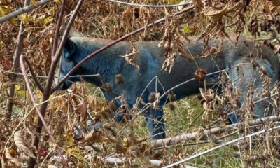 Perro de color azul encontrado en la zona de exclusión de Chernóbil, entre vegetación seca, durante una jornada de observación veterinaria.