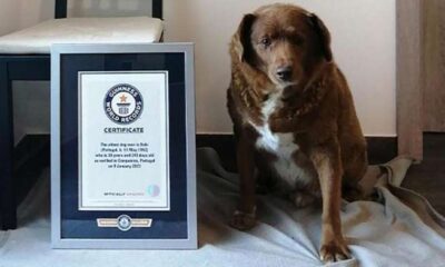 Bobi, el perro más longevo del mundo, junto a su certificado del Libro Guinness de los Récords que reconoce sus 31 años y 165 días de vida en Portugal.