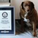 Bobi, el perro más longevo del mundo, junto a su certificado del Libro Guinness de los Récords que reconoce sus 31 años y 165 días de vida en Portugal.