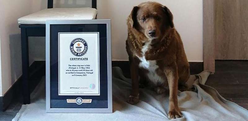 Bobi, el perro más longevo del mundo, junto a su certificado del Libro Guinness de los Récords que reconoce sus 31 años y 165 días de vida en Portugal.