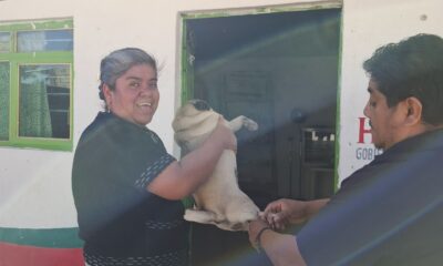 Persona joven sostiene a un gatito mientras un trabajador aplica una vacuna antirrábica durante una jornada comunitaria al aire libre.