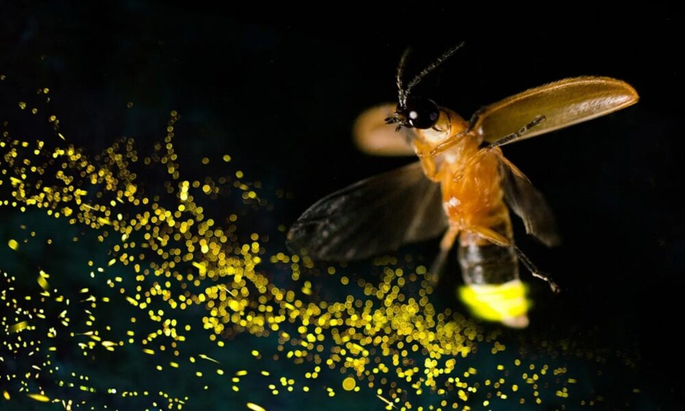 Luciérnaga posada sobre una hoja emitiendo luz en medio de la oscuridad, símbolo de la biodiversidad amenazada.