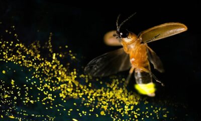 Luciérnaga posada sobre una hoja emitiendo luz en medio de la oscuridad, símbolo de la biodiversidad amenazada.