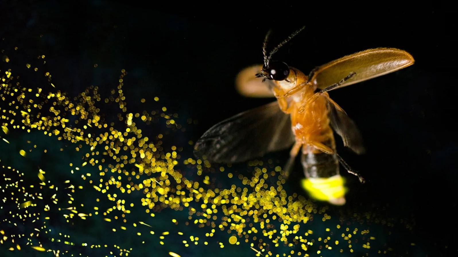 Luciérnaga posada sobre una hoja emitiendo luz en medio de la oscuridad, símbolo de la biodiversidad amenazada.