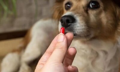 Persona ofreciendo una cápsula roja a un perro mayor, representando medicamentos y cuidado veterinario.