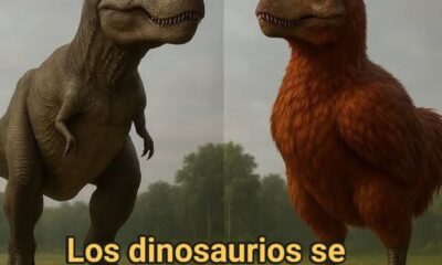 Representación comparativa de T. rex escamoso y T. rex con plumas.