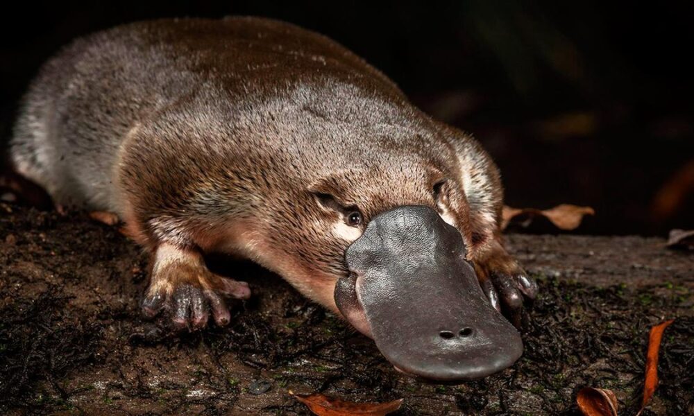 Ornitorrinco nadando en su hábitat natural, ejemplo único de evolución biológica.