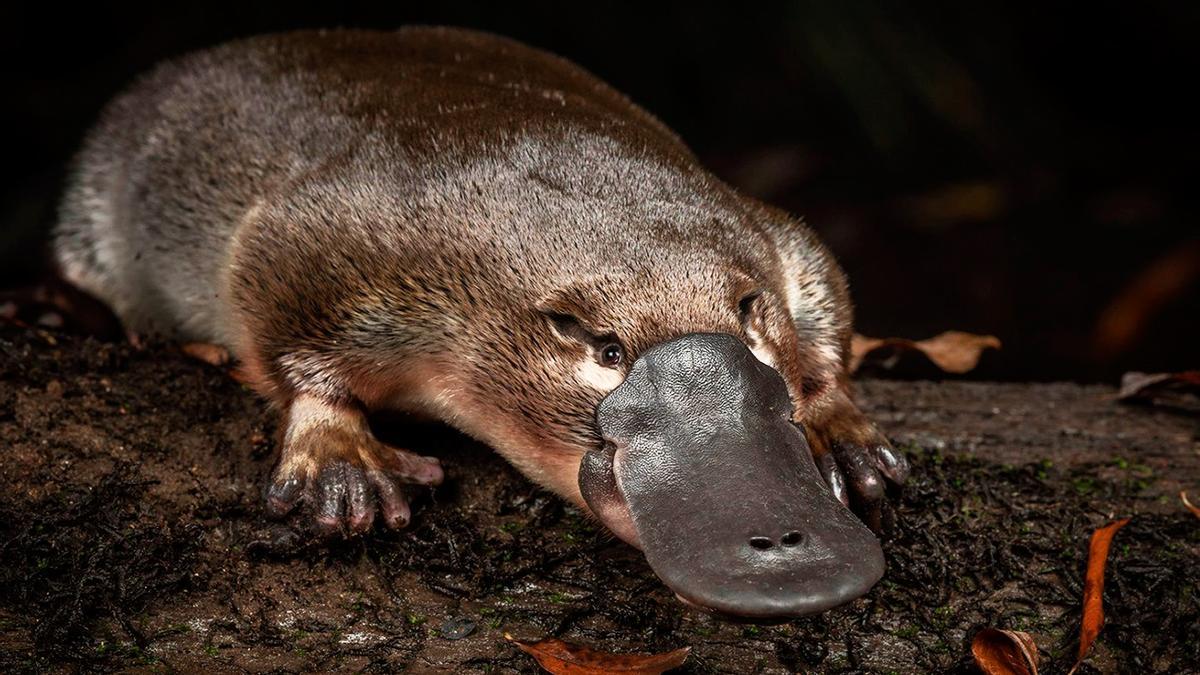 Ornitorrinco nadando en su hábitat natural, ejemplo único de evolución biológica.