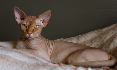 Gato Sphynx recostado, raza prohibida en Países Bajos por motivos de bienestar animal.