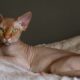 Gato Sphynx recostado, raza prohibida en Países Bajos por motivos de bienestar animal.