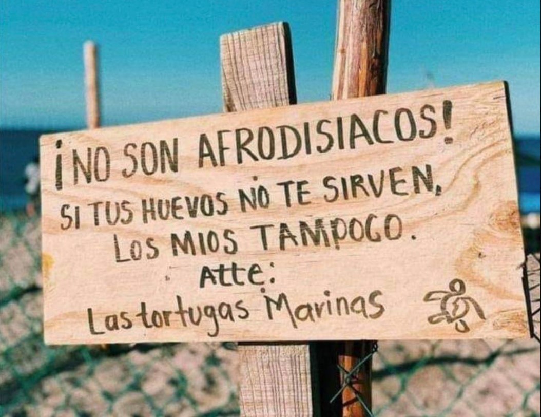 Letrero en playa advirtiendo que los huevos de tortuga no son afrodisíacos