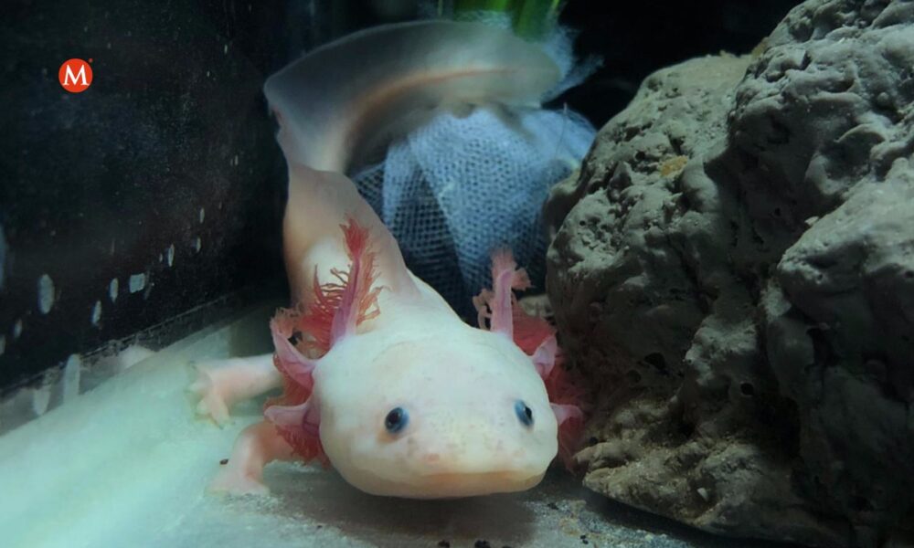 Primer plano de un ajolote albino con branquias rosadas dentro de un acuario.