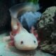 Primer plano de un ajolote albino con branquias rosadas dentro de un acuario.
