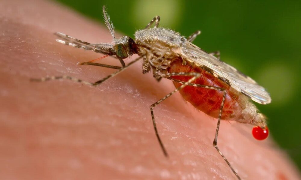 Mosquito transmisor de dengue alimentándose de sangre humana, foco de nuevas investigaciones médicas.