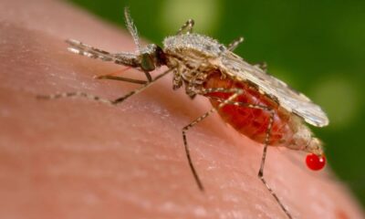 Mosquito transmisor de dengue alimentándose de sangre humana, foco de nuevas investigaciones médicas.