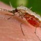 Mosquito transmisor de dengue alimentándose de sangre humana, foco de nuevas investigaciones médicas.