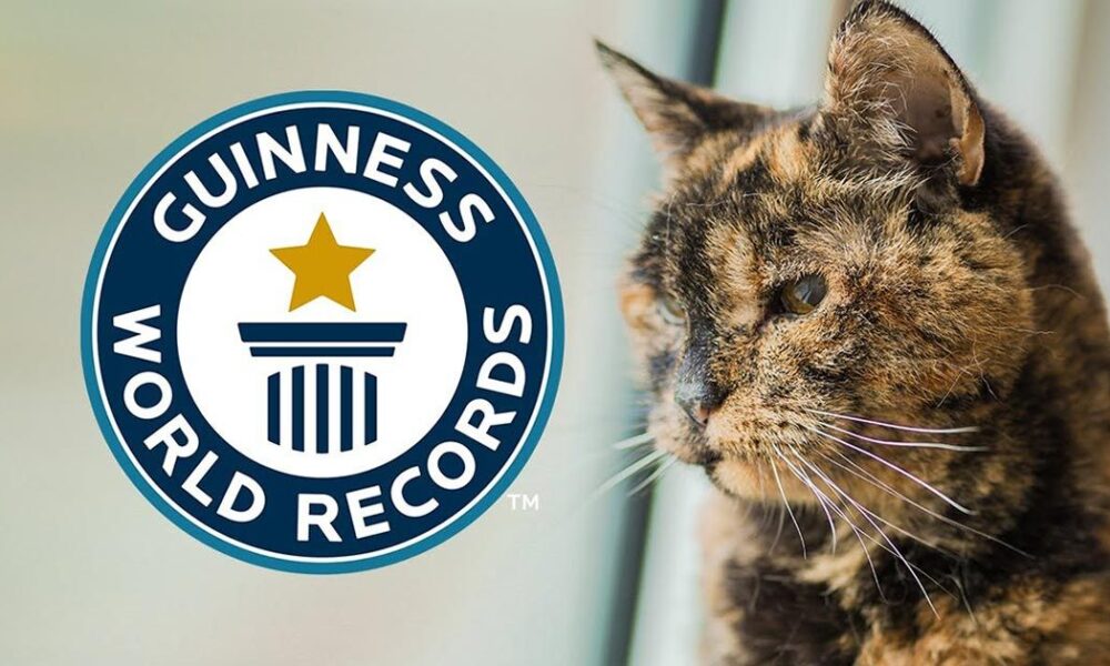 Gata mayor junto al logotipo de Guinness World Records, reconocida como la más longeva del mundo.