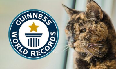 Gata mayor junto al logotipo de Guinness World Records, reconocida como la más longeva del mundo.