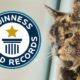 Gata mayor junto al logotipo de Guinness World Records, reconocida como la más longeva del mundo.
