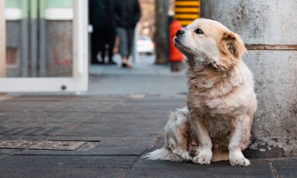 Perro pequeño sentado solo en una banqueta urbana, mirando hacia la distancia, representando abandono y situación de calle.