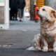 Perro pequeño sentado solo en una banqueta urbana, mirando hacia la distancia, representando abandono y situación de calle.
