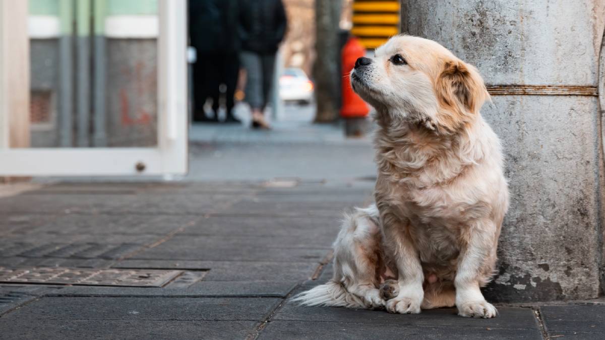 Perro pequeño sentado solo en una banqueta urbana, mirando hacia la distancia, representando abandono y situación de calle.