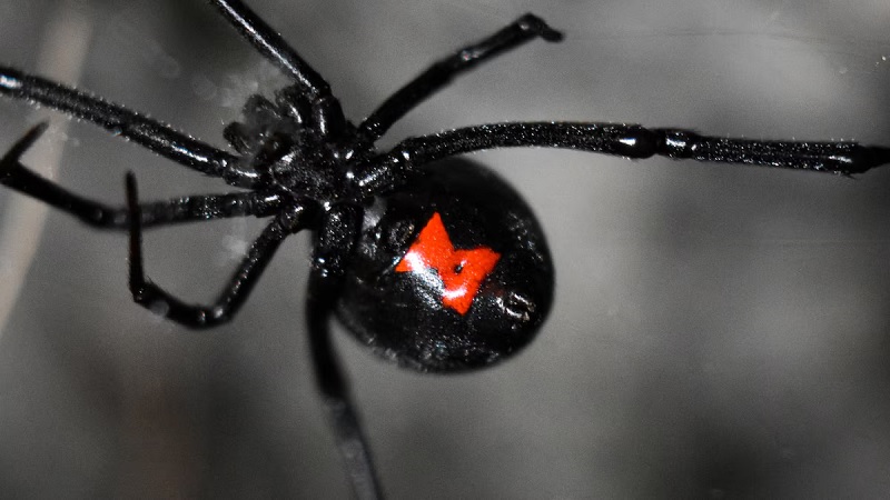 Araña viuda negra con marca roja, especie venenosa peligrosa para niños.
