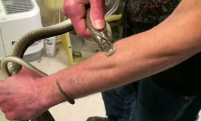 Hombre sujetando una serpiente venenosa durante un experimento científico de inmunidad al veneno.