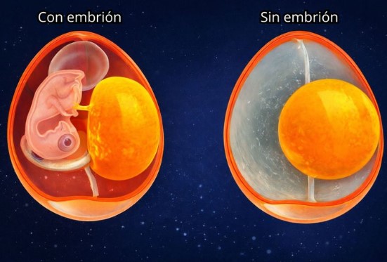 Comparación ilustrada entre un huevo con embrión y un huevo sin embrión