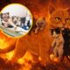 Scarlett, la gata que desafió al fuego: la historia real que conmovió al mundo