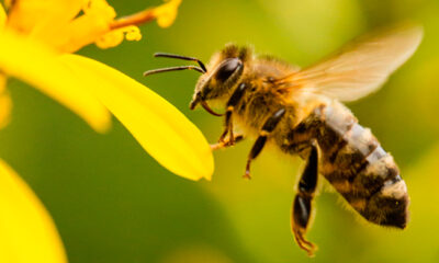 Abeja acercándose a una flor amarilla durante polinización