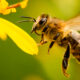 Abeja acercándose a una flor amarilla durante polinización