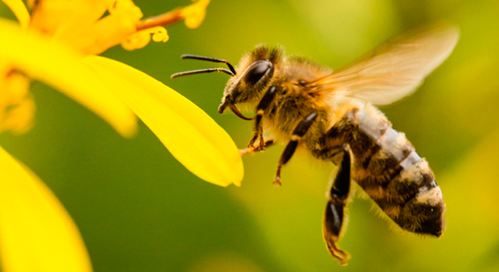 Abeja acercándose a una flor amarilla durante polinización