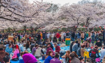 Festival de cerezos en Japón cancelado por turismo irresponsable