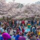 Festival de cerezos en Japón cancelado por turismo irresponsable
